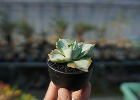 アガベ　王妃雷神錦　Agave　“Ohi Raijin Nishiki ”