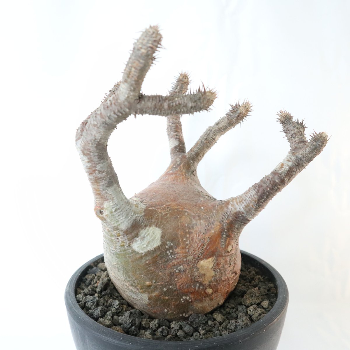 パキポディウム グラキリス 未発根株 №4 | mana's farm:塊根植物