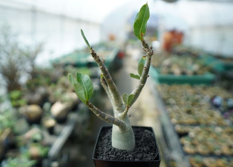 アデニウム　Adenium　No.6