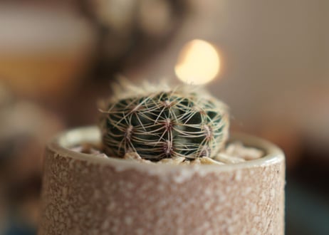 ギムノカリキウム 羅星丸 Gymnocalycium bruchii
