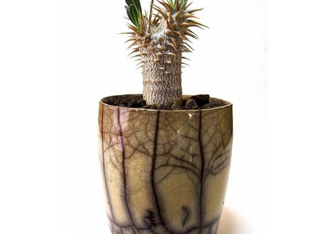 パキポディウム ロスラーツム　 Pachypodium rosulatum  france pot
