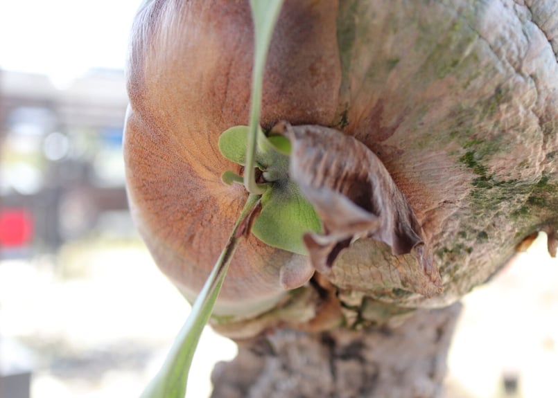 ビカクシダ コルク付け《7》 | mana's farm:塊根植物・アガベ