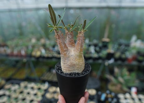 パキポディウム　グラキリス　Pachypodium gracilius　No.5