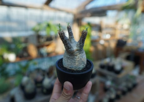 【未発根】パキポディウム　グラキリス　 Pachypodium Gracilius  No.24