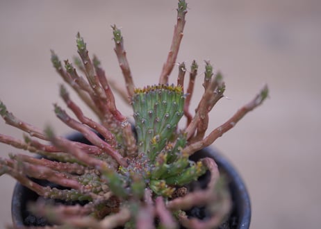ユーフォルビア 孔雀丸 綴化　Euphorbia flanaganii
