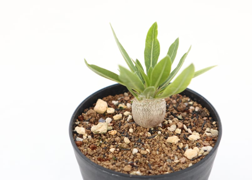 パキポディウム デンシカウレ 恵比寿大黒 実生 | mana's farm:塊根植物