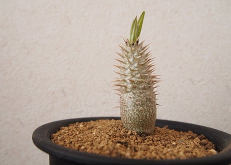 パキポディム　イノピナツム　Pachypodium inopinatum