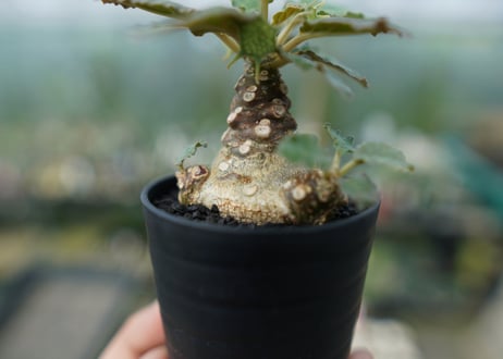 ドルステニア フォエチダ Dorstenia foetida