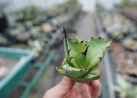 【抜き苗】アガベ　チタノタ　FO-76　Agave titanota FO-76