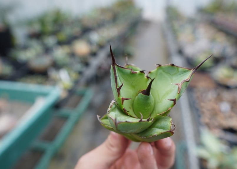 抜き苗】アガベ チタノタ FO-76 Agave titanota FO-76 | mana