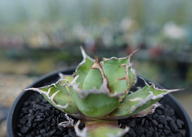 アガベ　シーザー　NO,1 アガベ チタノタ シーザー agave titanota caesar No.1 | mana