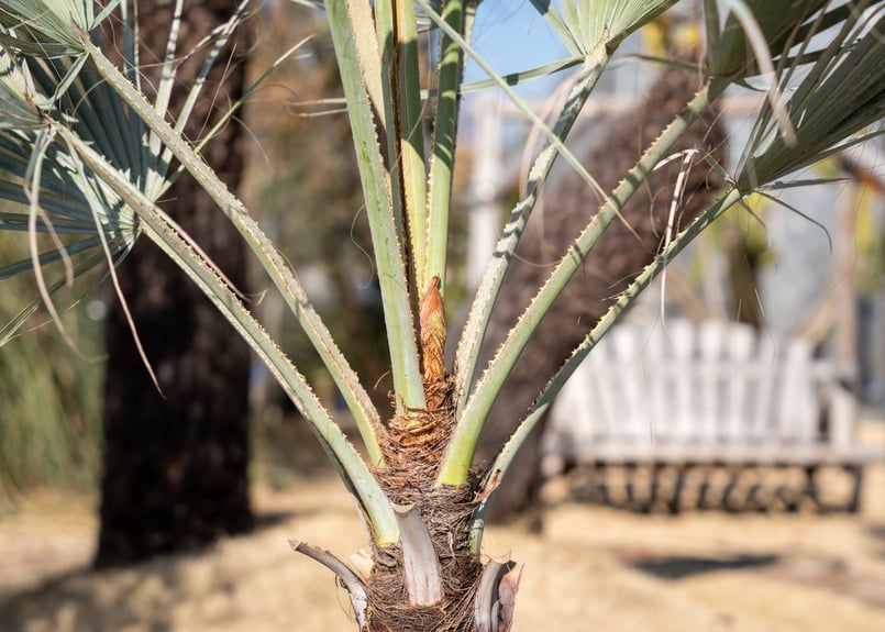 ブラヘア アルマータ | mana's farm:塊根植物・アガベ・ドライ