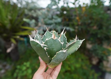 Agave titanota 白鯨 B NO.6