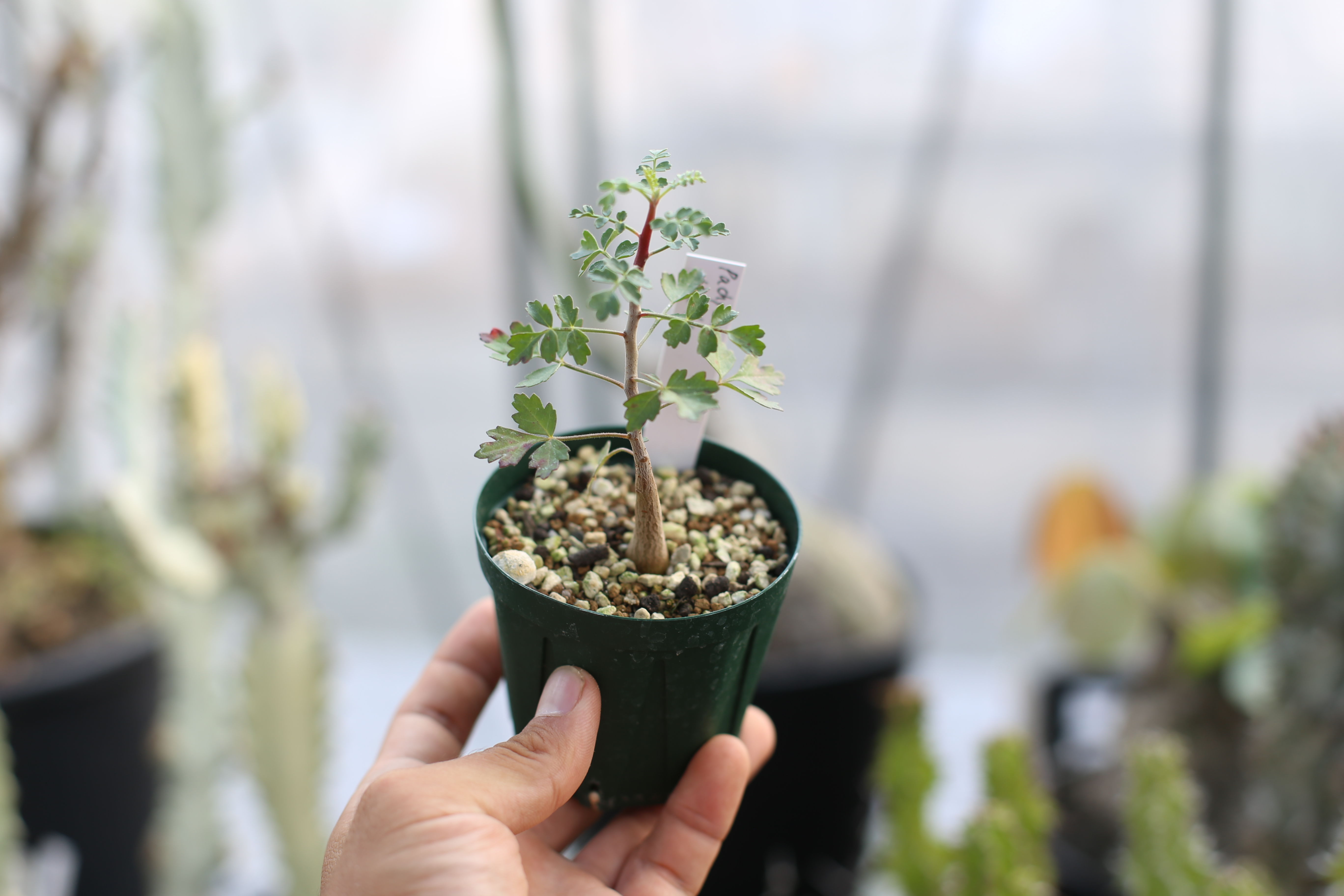 パキコルムス ディスカラー 像の木 実生 | mana's farm:塊根植物