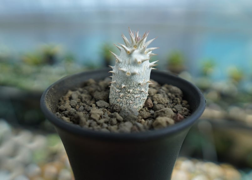 パキポディウム デンシフローラム Pachypodium densiflorum No.1