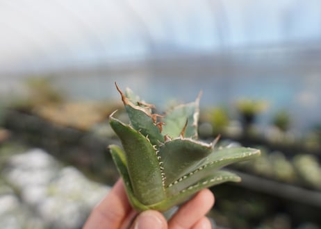 agave titanota 獅子光　lion light No.1
