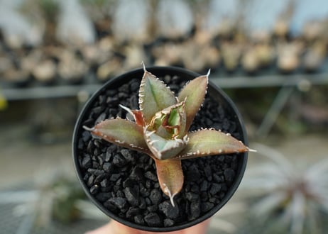 アガベ　チタノタ　FO-76　agave titanota  FO-76
