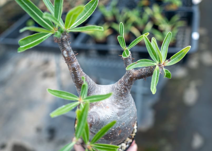 パキポディウムマカイエンセ　赤肌　多頭　3頭　発根済 パキポディウムマカイエンセ 赤肌 多頭 3頭 発根済