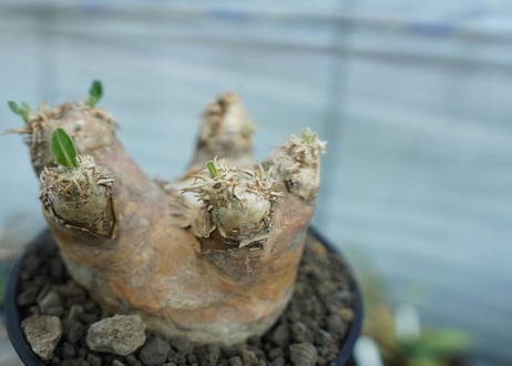 パキポディウム　エブレネウム　Pachypodium eburneum　No.2