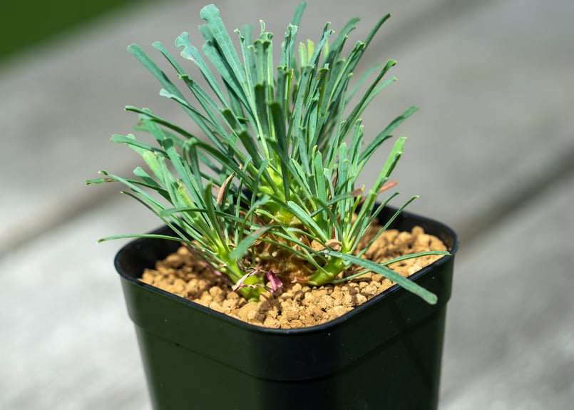 ユーフォルビア ムルチフォリア | mana's farm:塊根植物・アガベ