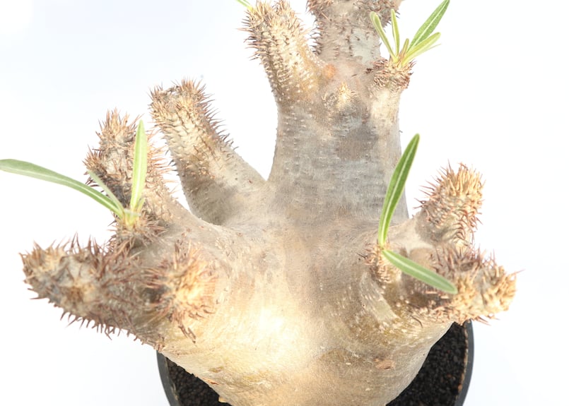 パキポディウム イノピナツム no.2 | mana's farm:塊根植物・アガベ