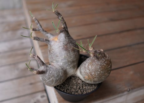 パキポディウム　グラキリス　3頭　 Pachypodium Gracilius