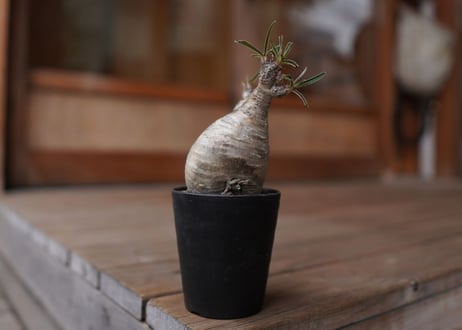 パキポディウム　グラキリス　 Pachypodium Gracilius