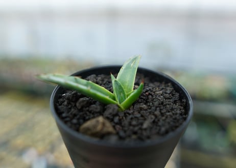 アガベ　シャークスキン Agave Sharkskin No.2