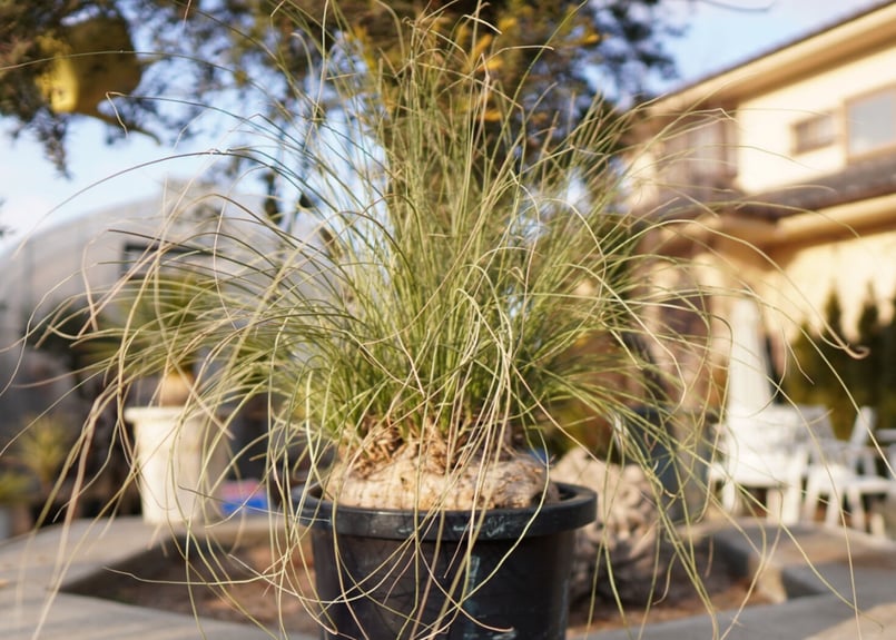 耐寒性№1】カリバナス フーケリー No.3 | mana's farm:塊根植物