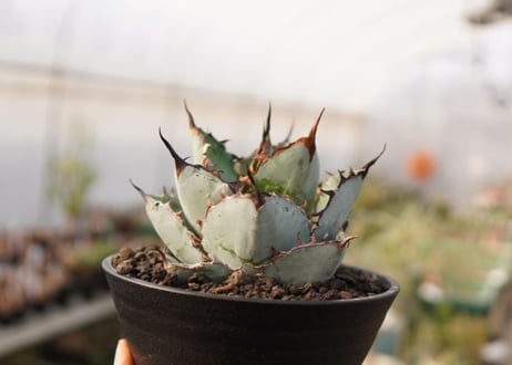 Agave titanota 'black and blue'【スタッフ一押し】　No.4