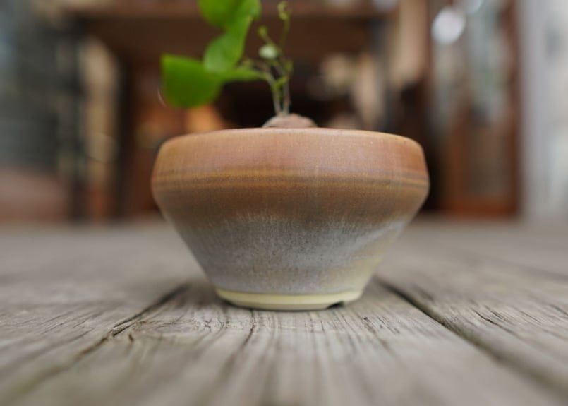 亀甲竜 ”塊根植物スターターセット” NO.1 | mana's farm:塊根植物