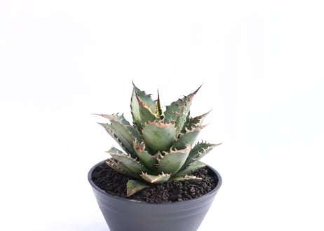 Agave titanota FO-76  compacta  no.１３