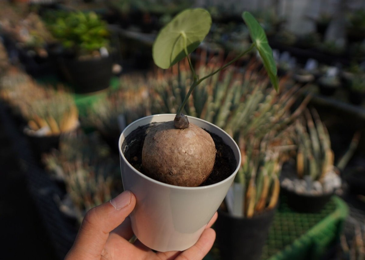 ステファニア エレクタ Stephania erecta NO.2 | mana's farm