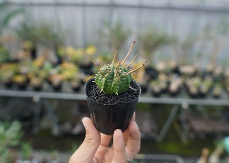 ユーフォルビア　スーパーバリダ　Euphorbia super valida  No.3
