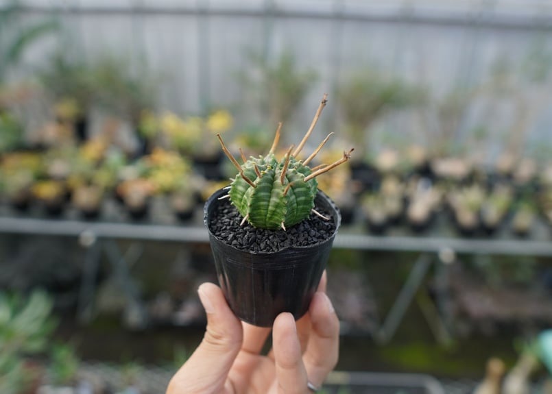 ユーフォルビア スーパーバリダ Euphorbia super valida No.3 | ユーフォルビア スーパーバリダ Euphorbia super valida No.3 |