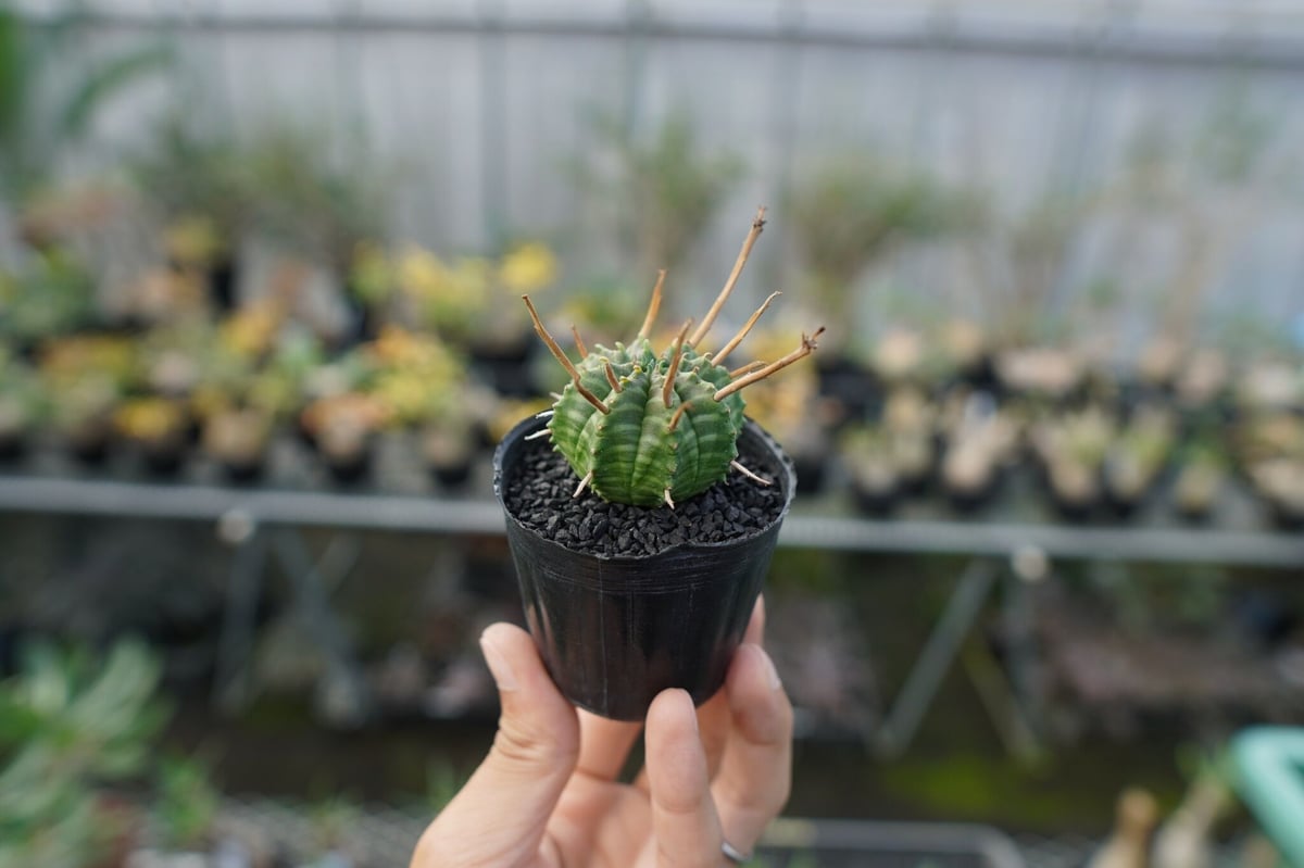 ユーフォルビア スーパーバリダ Euphorbia super valida No.3 |