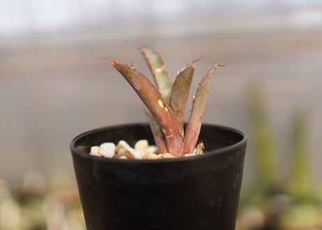 Agave titanota 'black and blue'　カキコ　大