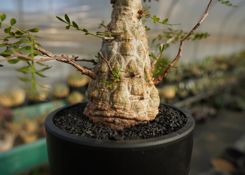 オペルクリカリア パキプス Operculicarya pachypus | mana's f