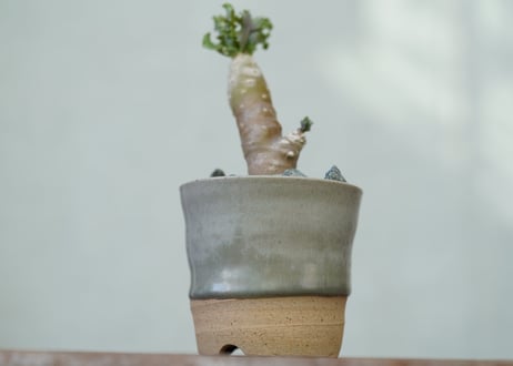 Othonna cremnophylla