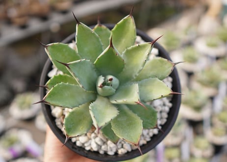 Agave Potatorum×Macroacantha　”八荒雷神”　No.2