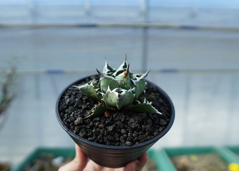 アガベ チタノタ FO-76 Agave titanota FO-76 No.1 | mana