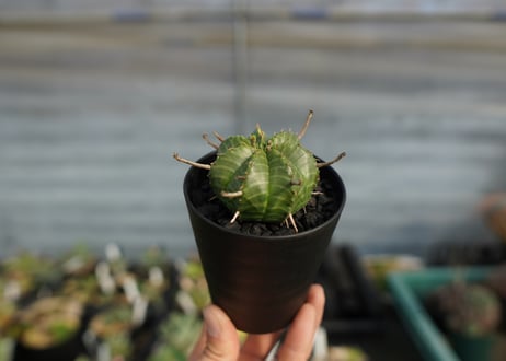 ユーフォルビア　スーパーバリダ　Euphorbia super valida