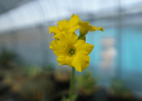 パキポディウム　恵比寿大黒　Pachypodium Densicaule　No.1