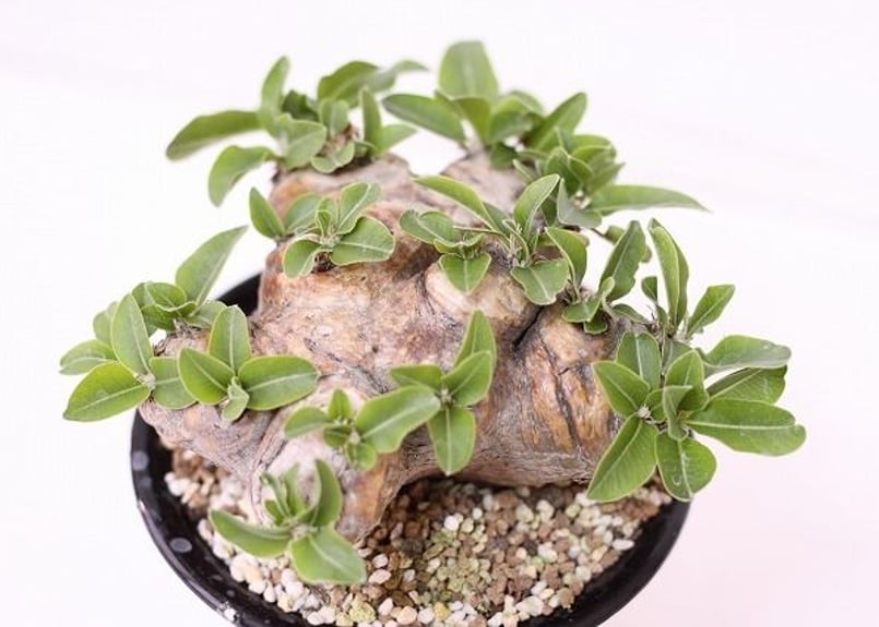 パキポディウム 恵比寿笑い Pachypodium brevicaule ⑨ パキポディウム 恵比寿笑い Pachypodium brevicaule | mana's