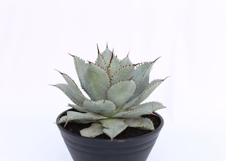 Agave Dragon Toes  №２