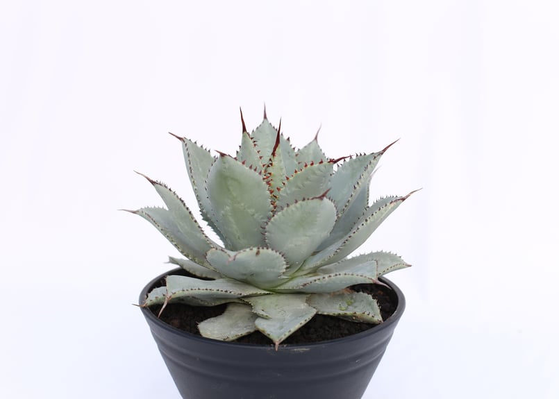 Agave 'Dragon Toes' ドラゴントゥース 大株 アガベ ドラゴントゥース Agave Dragon Toes no.51917 |