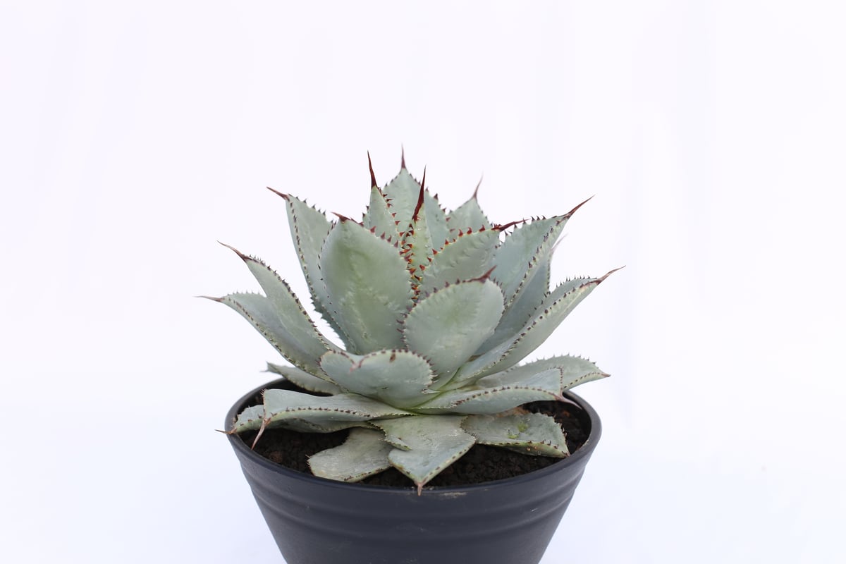 Agave Dragon Toes №2 | mana's farm:塊根植物・アガベ・ドラ Agave Dragon Toes №2 | mana's farm:塊根植物・アガベ・ドラ