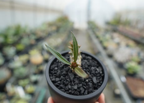 パキポディウム　バロニー　Pachypodium baronii