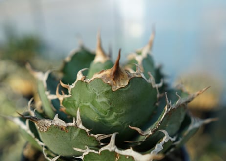 アガベ　チタノタ　白鯨　Agave titanota White whale　No.2
