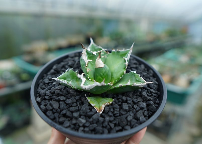 アガベ チタノタ 白火焔 agave titanota white fire No.2 | m